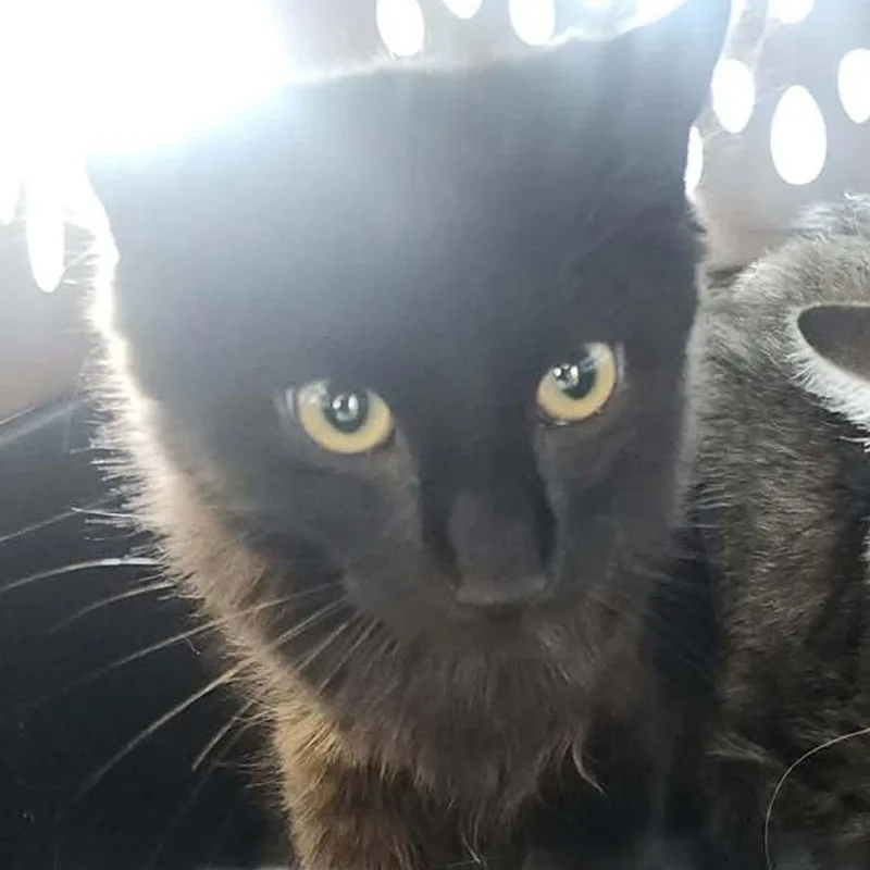 A young small-sized male Domestic Long Hair cat named Bingo for adoption in Kingman, AZ