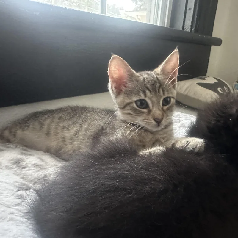 A baby medium-sized female Tabby (Buff / Tan / Fawn) Domestic Short Hair cat named Sophia for adoption in Easley, SC