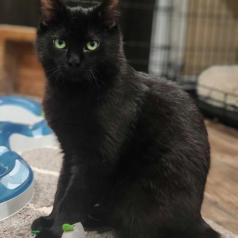 Bluey Bonded With Junebug