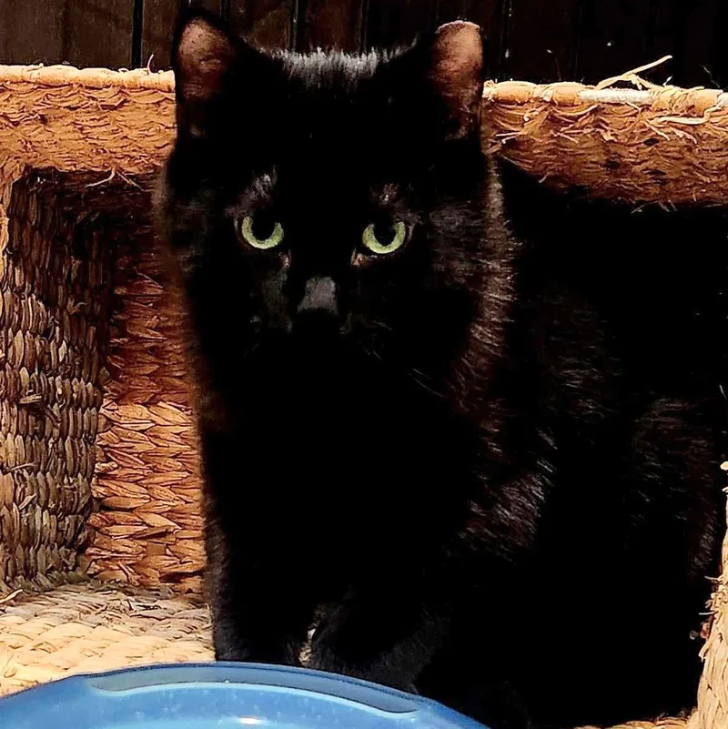 Bluey Bonded With Junebug thumbnail 3