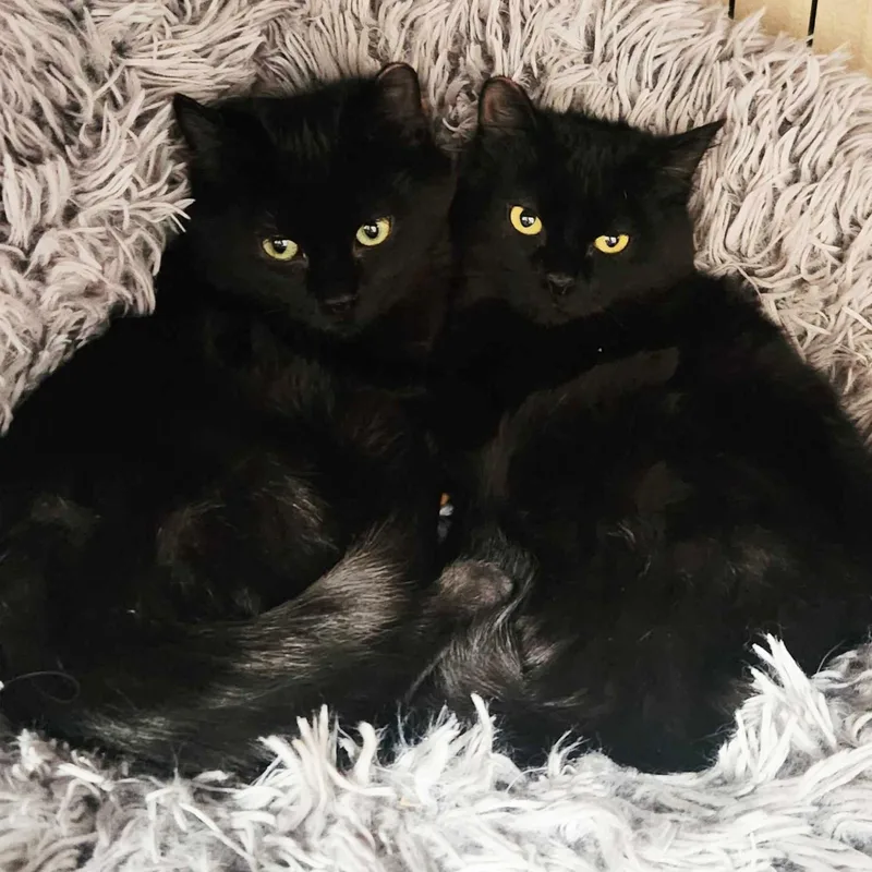 Bluey Bonded With Junebug thumbnail 4