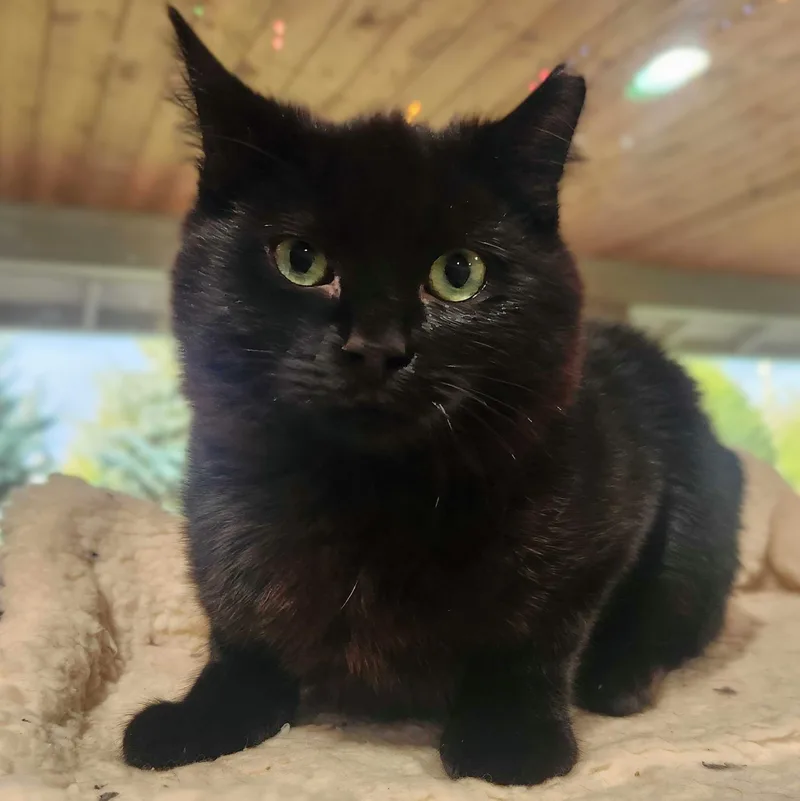 Bluey Bonded With Junebug thumbnail 5