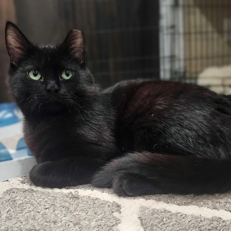 Bluey Bonded With Junebug thumbnail 6