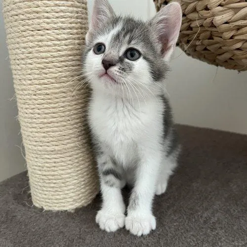 A baby small-sized female Tabby (Brown / Chocolate) Domestic Short Hair cat named Aperol Spritz for adoption in Toms River, NJ