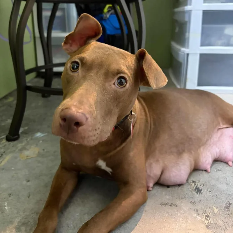 An adult medium-sized female Brown / Chocolate Mixed Breed dog named Harper for adoption in Seminole, FL