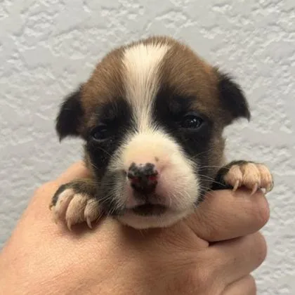 A baby small-sized female Chihuahua dog named Jersey for adoption in Morton Grove, IL