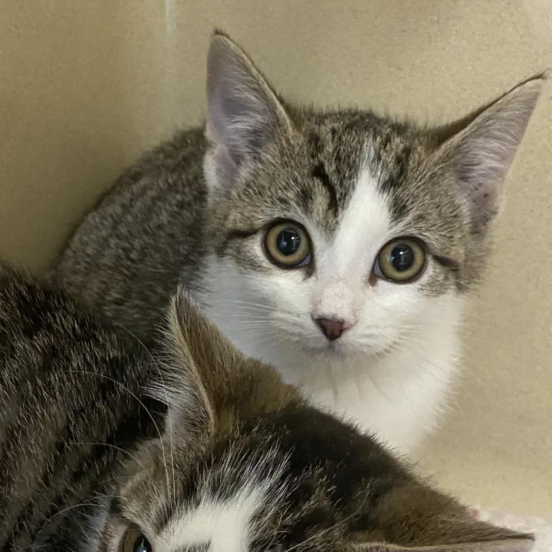 A baby small-sized female White Domestic Short Hair cat named Caliente for adoption in Binghamton, NY