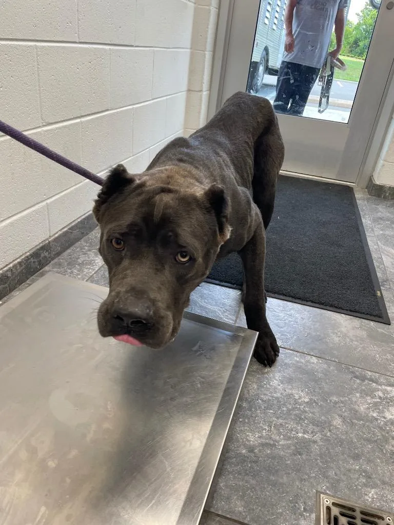 A young large-sized male Mastiff dog named Titus for adoption in Oxford, NC