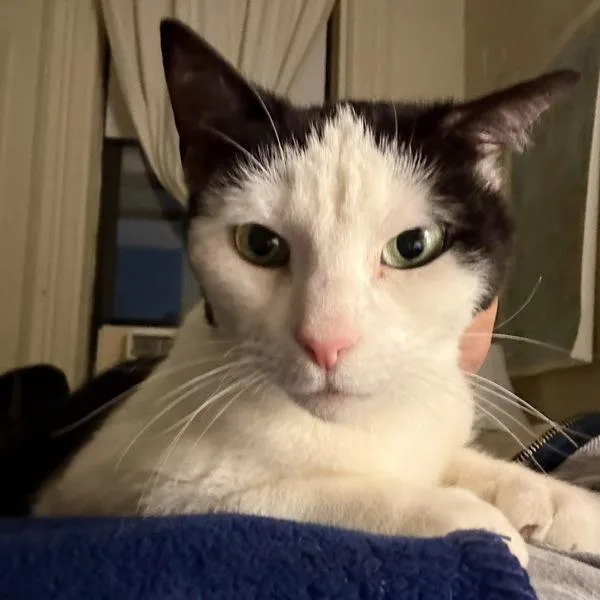 An adult medium-sized female Domestic Short Hair cat named Darling for adoption in Ridgewood, NY