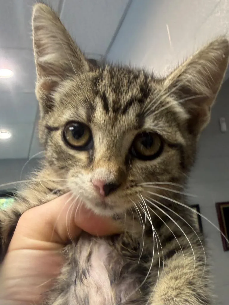 A baby small-sized male Domestic Short Hair cat named Stephen for adoption in Henderson, NC