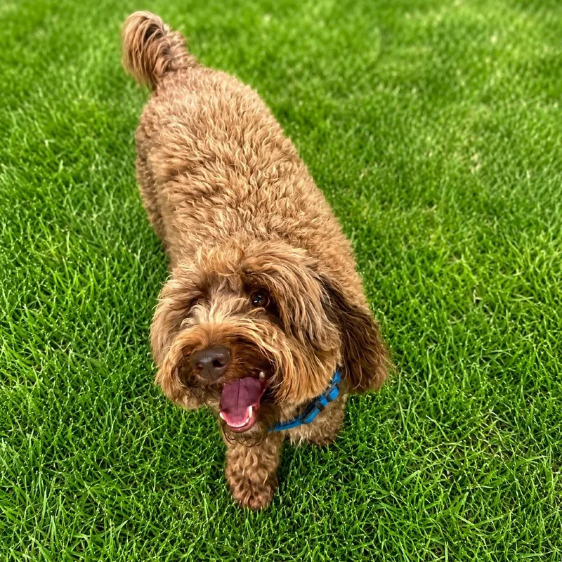 An adult small-sized male Brown / Chocolate Australian Shepherd dog named Thatcher for adoption in Binghamton, NY