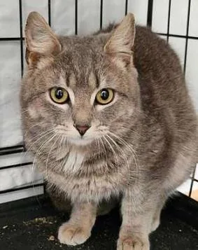 An adult medium-sized male Domestic Short Hair cat named Mystery for adoption in Fairfax, VA