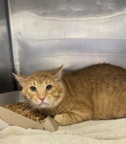 An adult medium-sized male Orange / Red Domestic Short Hair cat named Garfield for adoption in El Paso, TX