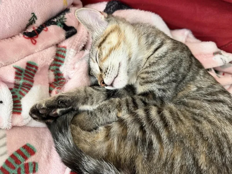 Maisy thumbnail 2