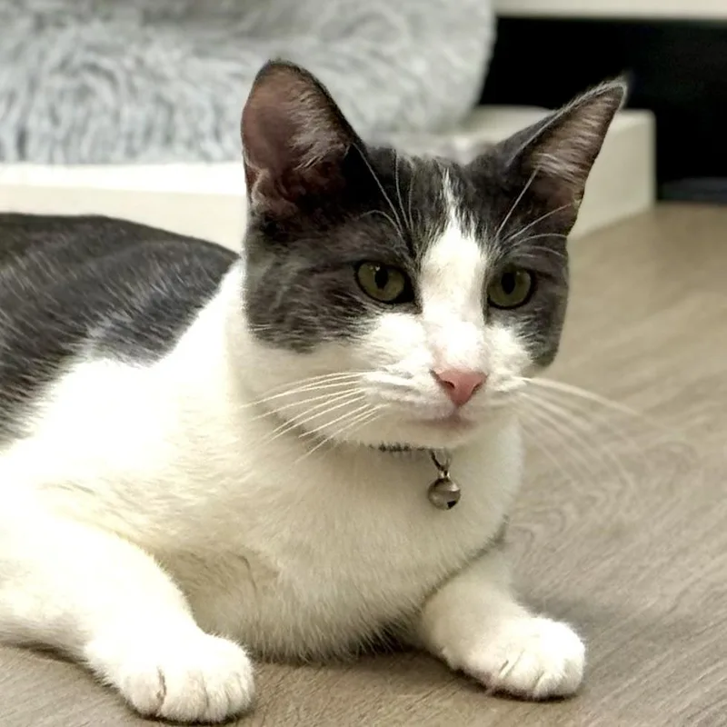 A young small-sized male Gray / Blue / Silver Domestic Short Hair cat named Michi for adoption in Pleasant Hill, CA