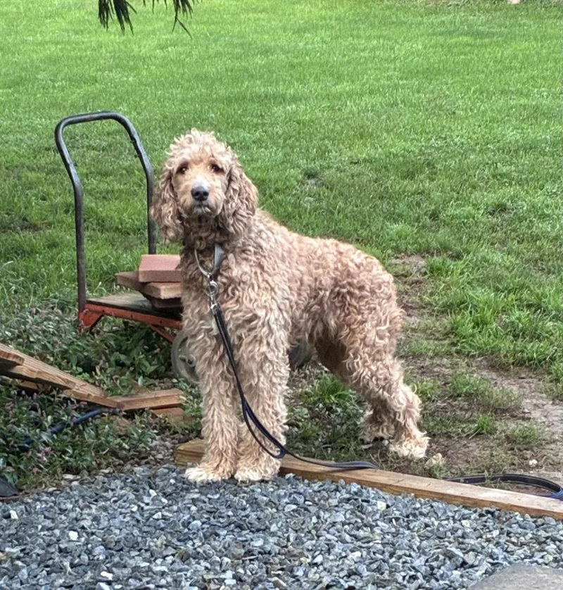 An adult medium-sized male Labradoodle dog named Ziggy for adoption in Lincoln University, PA