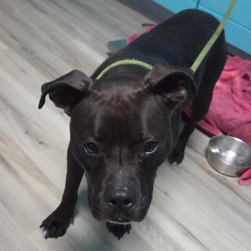 Mabel Pines thumbnail 2