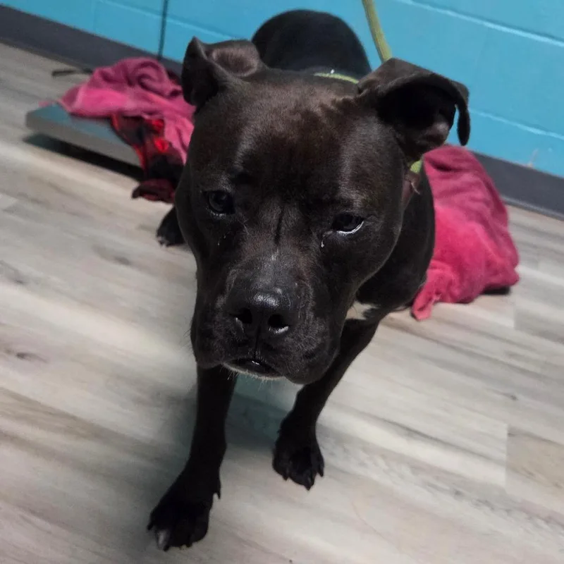 Mabel Pines thumbnail 3