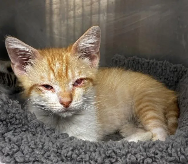 A baby small-sized male Domestic Short Hair cat named Trenton for adoption in Fort Lauderdale, FL