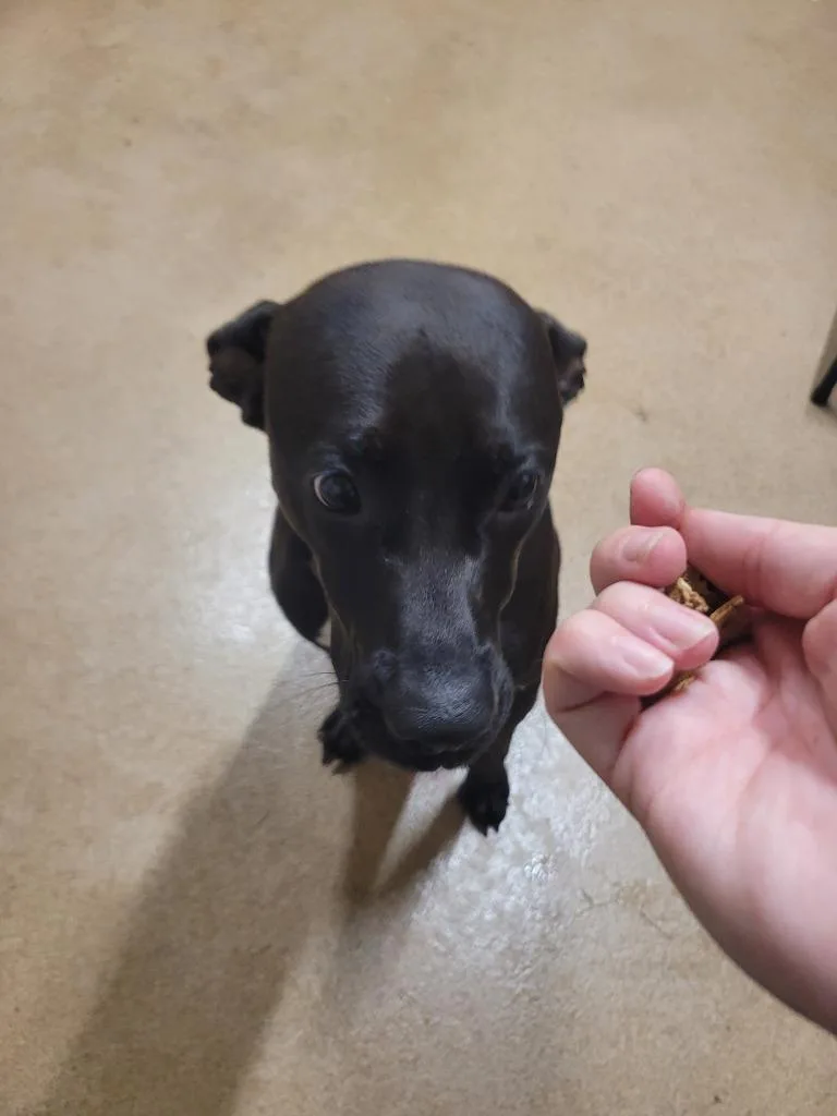 Piper