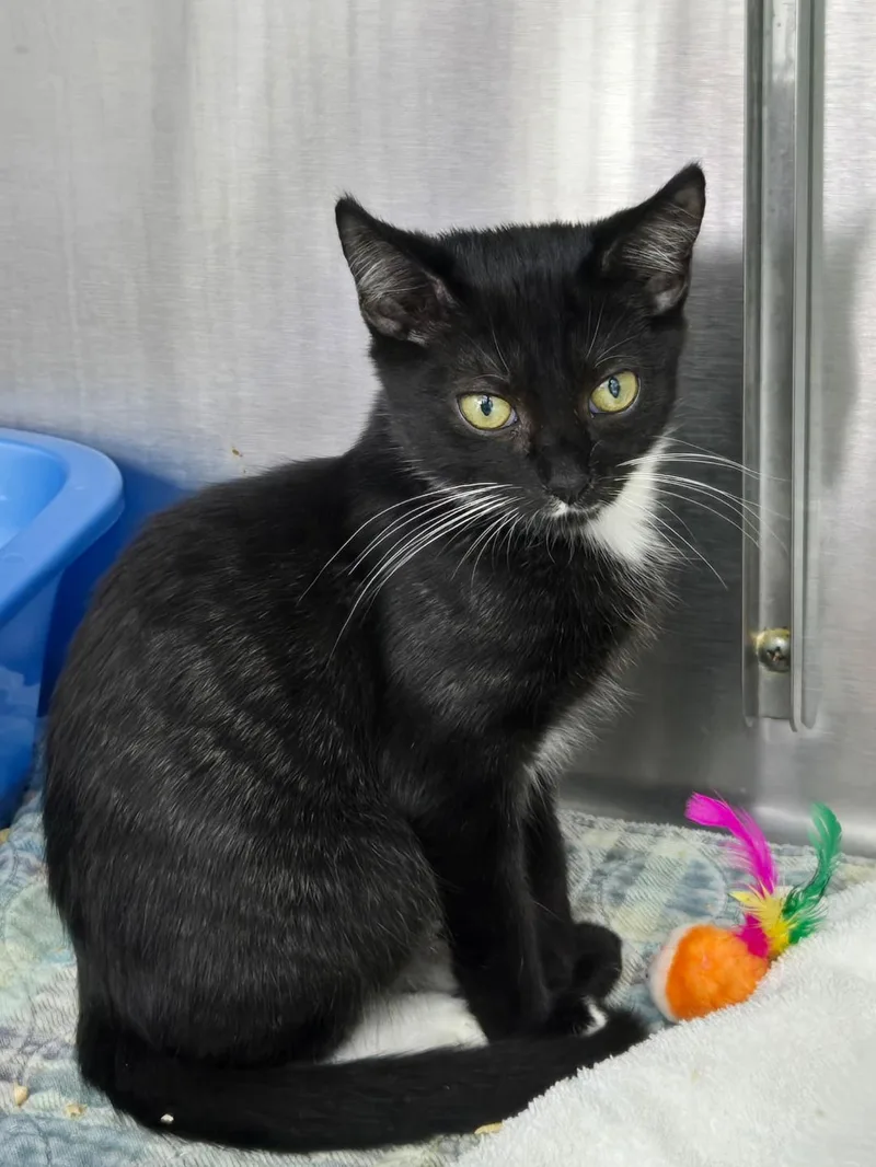 A baby medium-sized male Black Domestic Short Hair cat named Navarro for adoption in Mount Vernon, OH