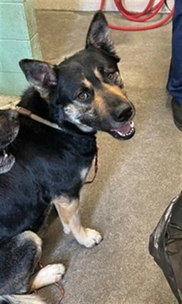 A young large-sized male German Shepherd Dog dog named Green House for adoption in Sacramento, CA