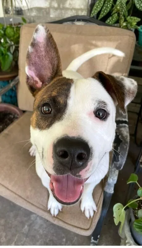 A young medium-sized male White / Cream Pit Bull Terrier dog named Diesel Donut Your Fun for adoption in Friendswood, TX