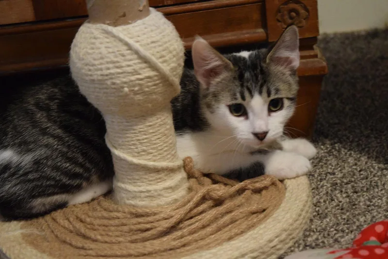 A baby medium-sized male Domestic Short Hair cat named Hearts for adoption in Rochester, NY
