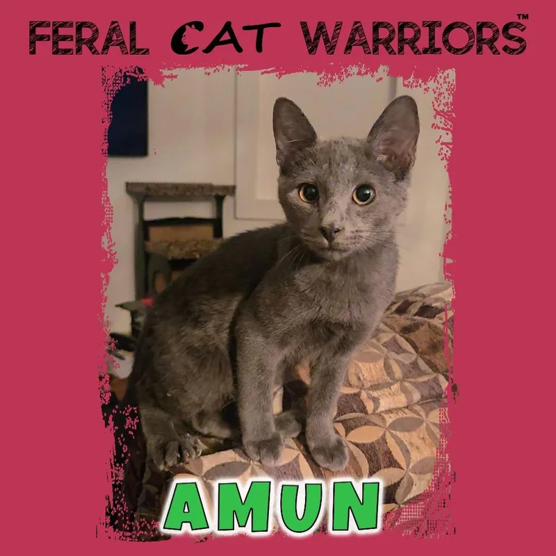 A baby small-sized male Gray / Blue / Silver Domestic Short Hair cat named Amun for adoption in Kingman, AZ