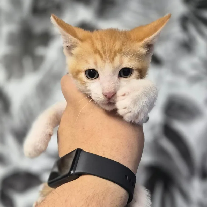 A baby small-sized male Orange / Red Domestic Short Hair cat named Ahi for adoption in Wahiawa, HI