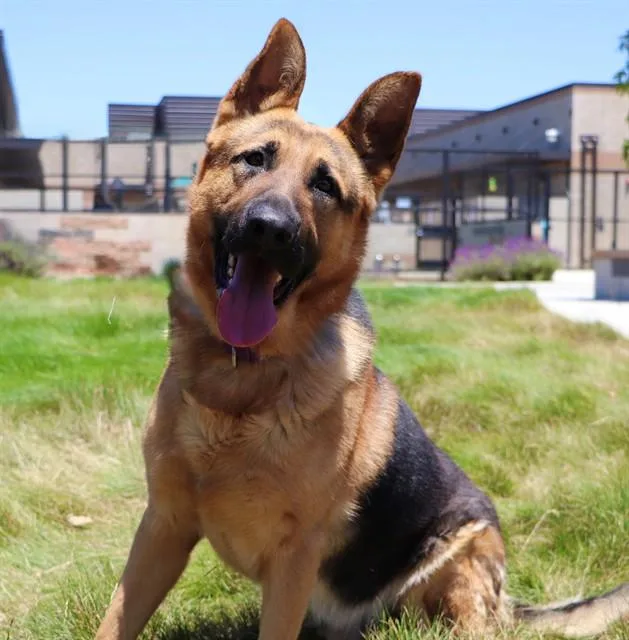 An adult medium-sized male German Shepherd Dog dog named Hunter for adoption in San Luis Obispo, CA