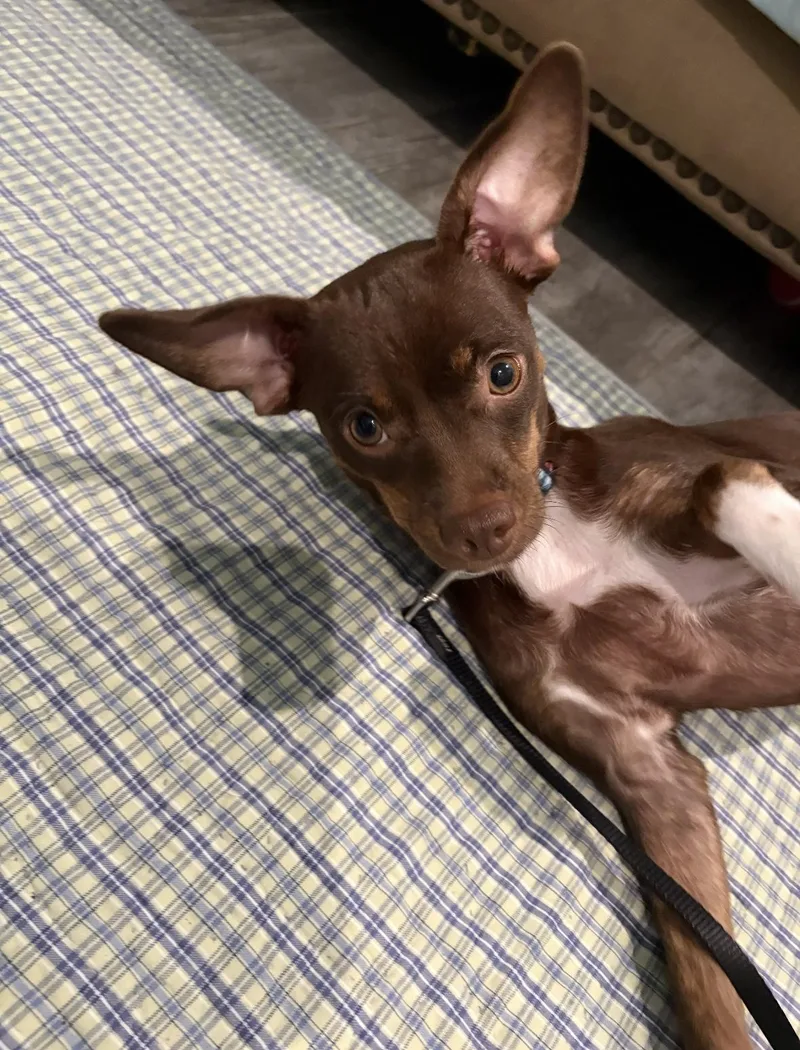 A young small-sized female Chihuahua dog named Kayla for adoption in Hillsdale, NY