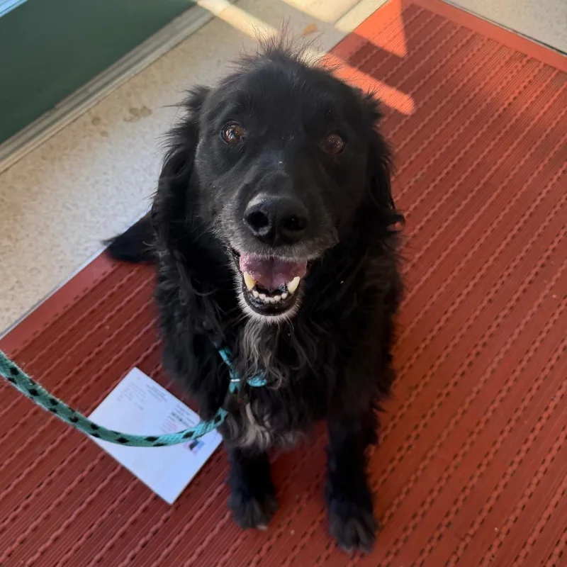 A senior medium-sized male Black Border Collie dog named Murphy for adoption in Reno, NV