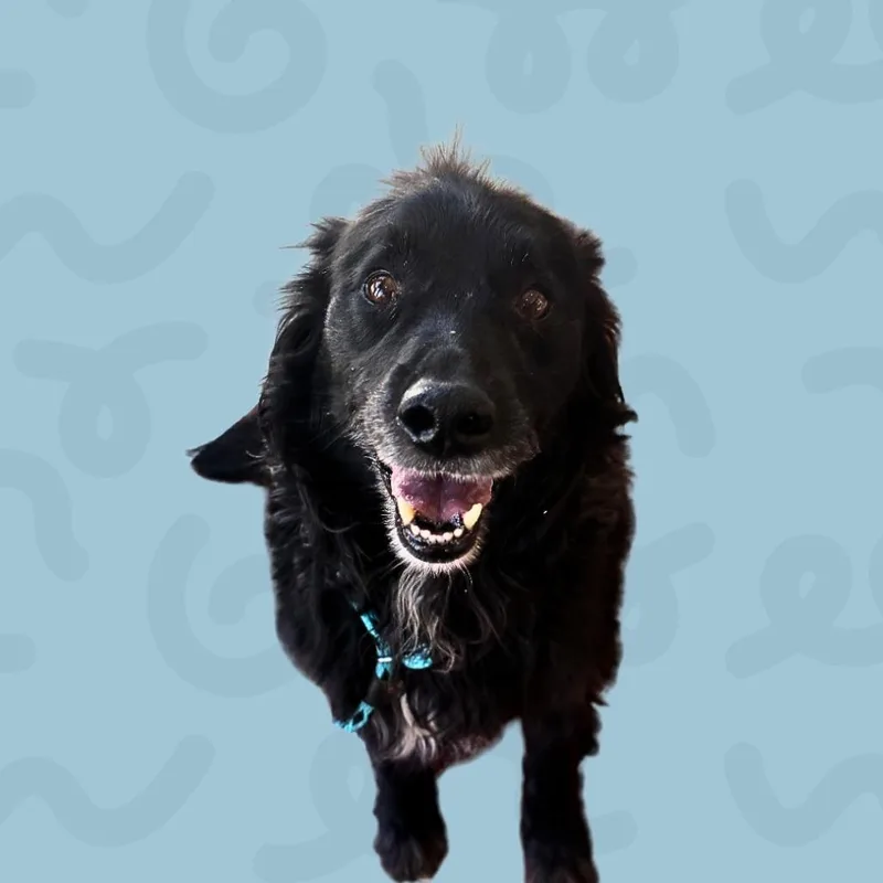 Murphy thumbnail 2