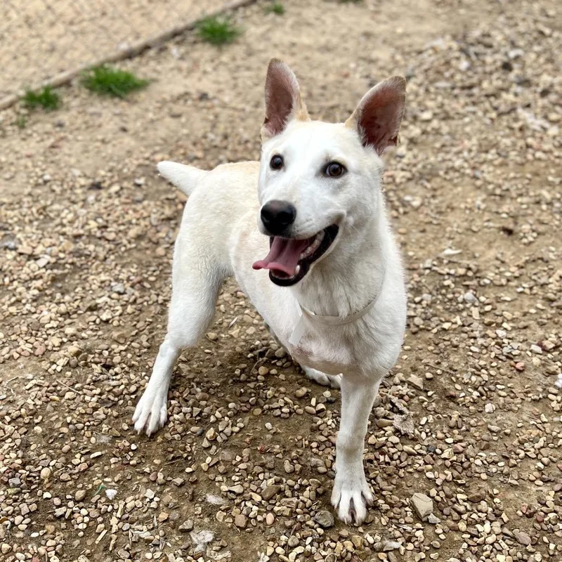 A young medium-sized male Yellow / Tan / Blond / Fawn Shepherd dog named Charlie for adoption in Birmingham, AL