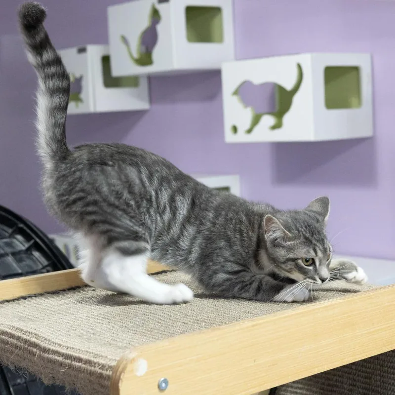 A baby small-sized female Gray / Blue / Silver Domestic Short Hair cat named Poppycock for adoption in McKean, PA