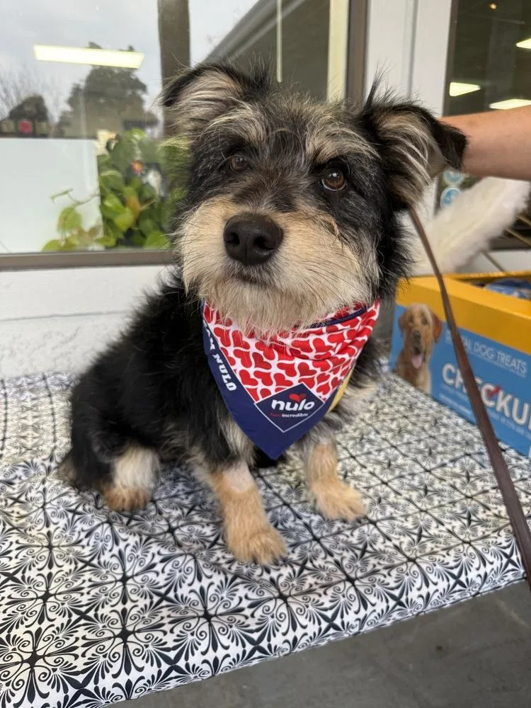 Mc Scruffy thumbnail 2