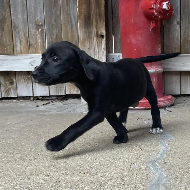 A baby small-sized female Black Mixed Breed dog named Lavender for adoption in Tulsa, OK