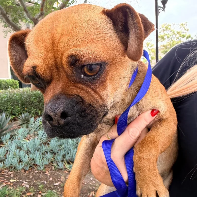 A young small-sized male Pug dog named Bayles for adoption in San Diego, CA