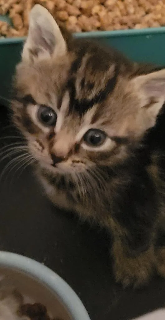 A baby medium-sized female Domestic Short Hair cat named Heaven for adoption in Windsor, CT