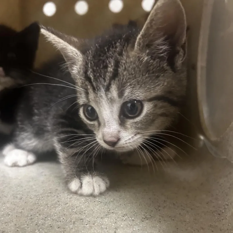 A baby small-sized male Black Domestic Short Hair cat named Forrest for adoption in Philadelphia, PA