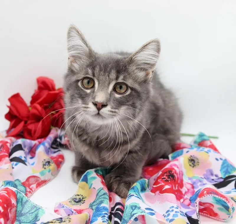 Creosote thumbnail 2