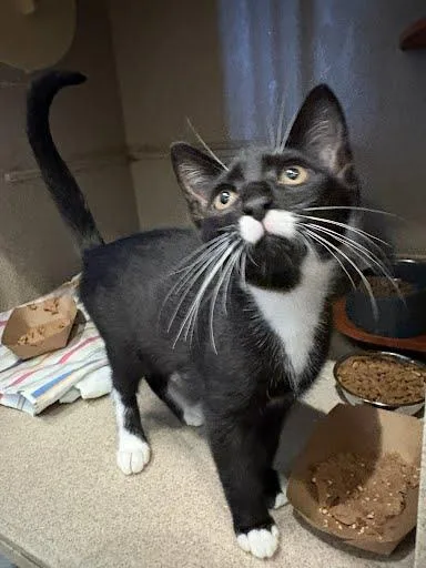 A baby medium-sized male Domestic Short Hair cat named Turner for adoption in Washington, DC