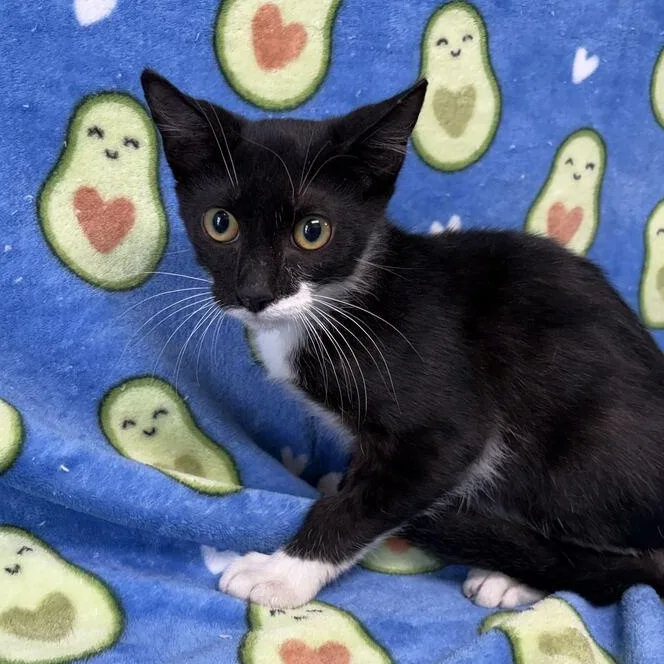 A baby medium-sized male Black Domestic Short Hair cat named Samuel for adoption in Valdosta, GA