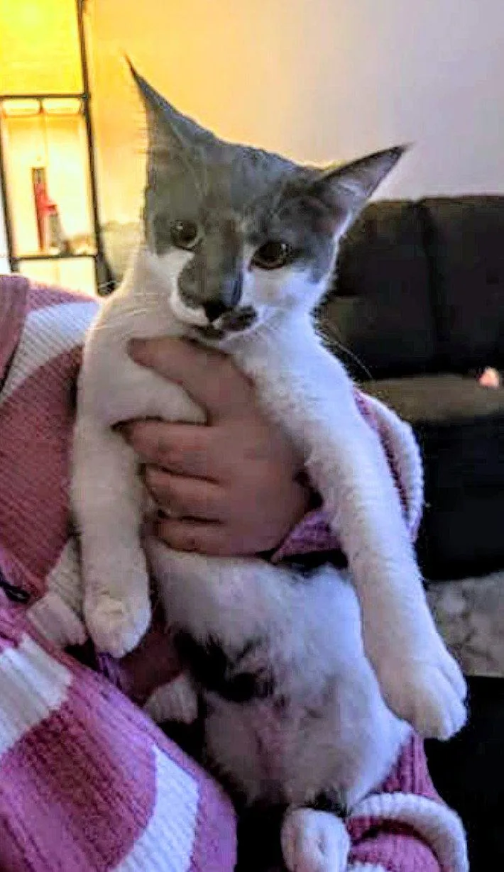 A young small-sized female Domestic Short Hair cat named C Litter Batgirl for adoption in Livonia, MI