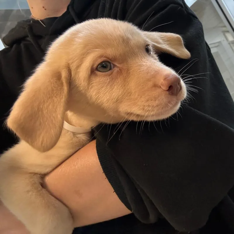 A baby small-sized female Yellow / Tan / Blond / Fawn Mixed Breed dog named Cashew for adoption in Columbus, GA