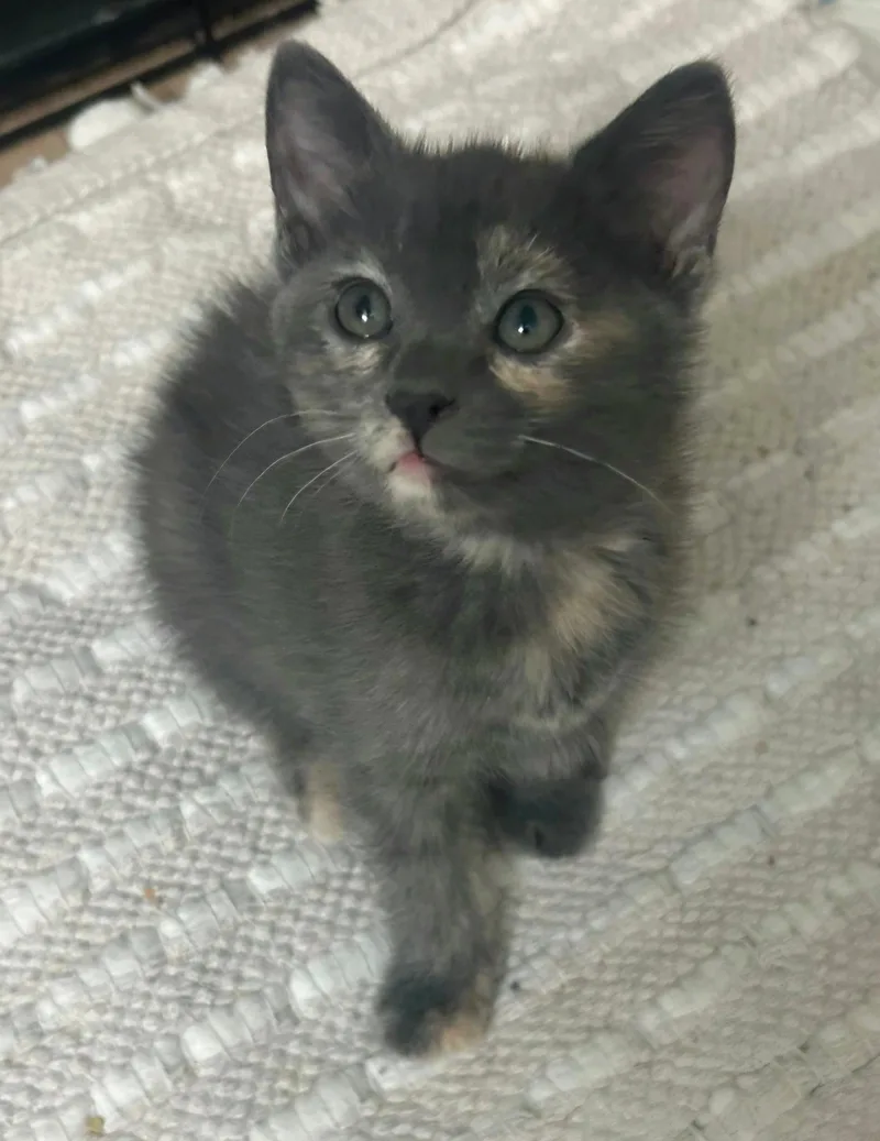 A baby medium-sized female Dilute Tortoiseshell cat named Thelma for adoption in Campbell, CA