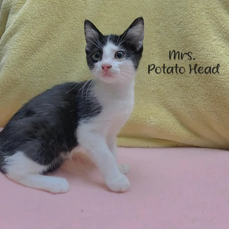 Mrs. Potato Head