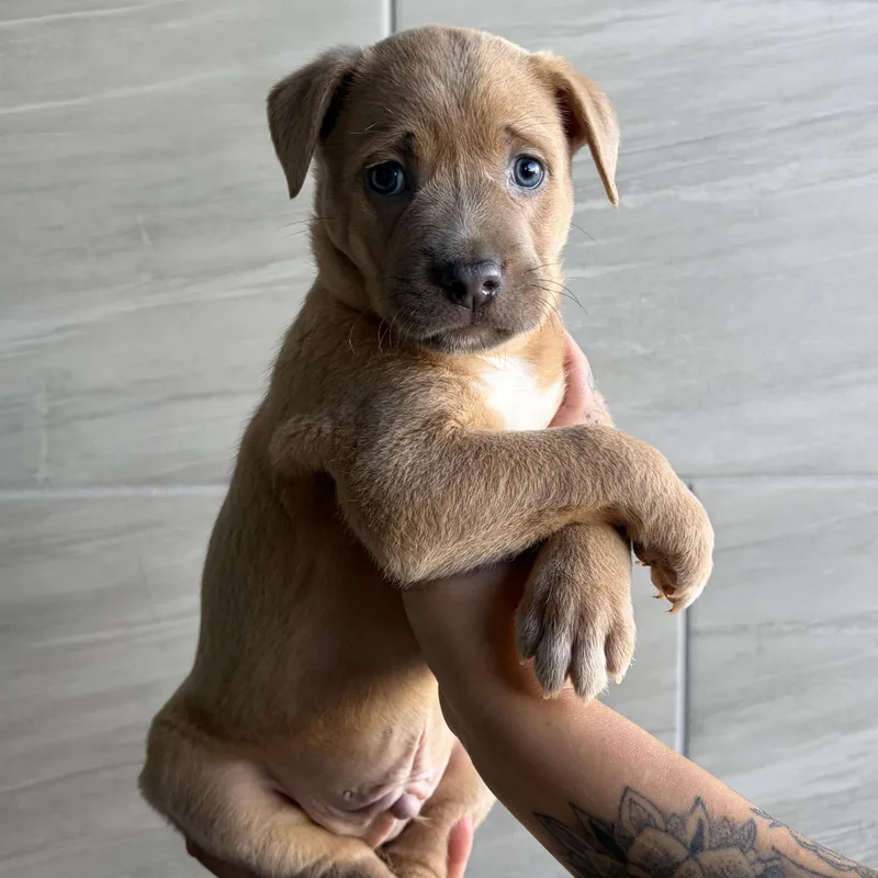 A baby medium-sized male Mixed Breed dog named Adidas for adoption in Henderson, NV