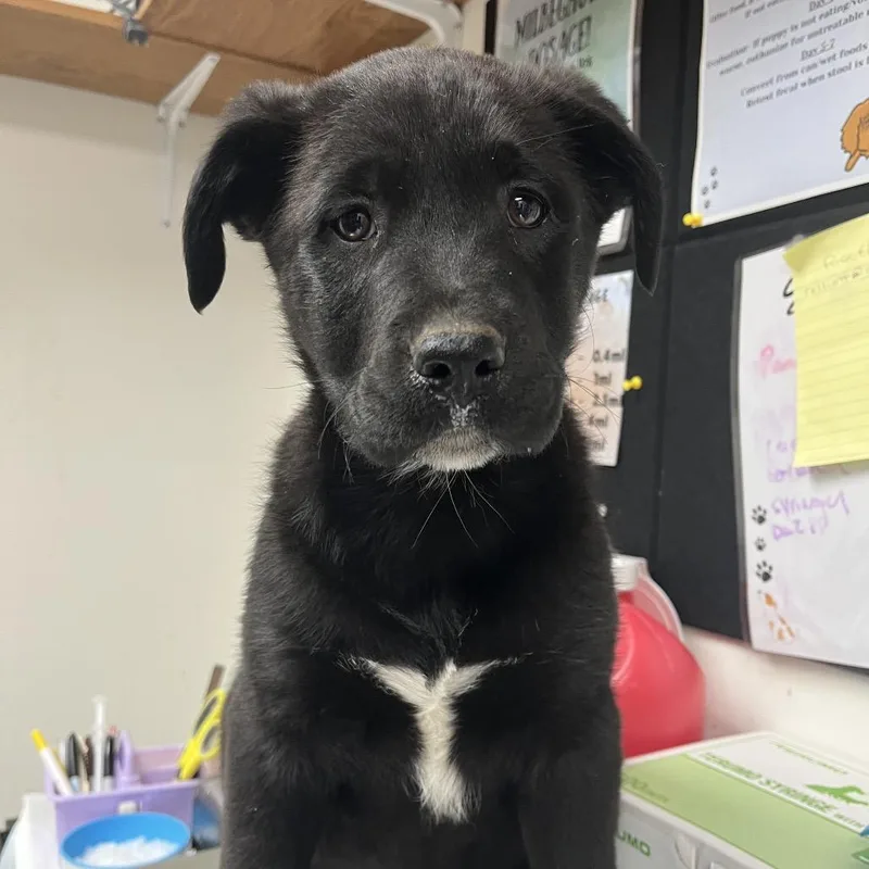 A baby small-sized male Black Mixed Breed dog named Tom for adoption in Morrisville, VT
